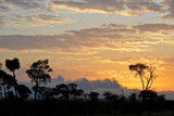 Fototapeta Sawanna - Sunrise in the Masai Mara Game Reserve, Kenya