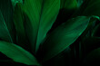 closeup  view of green leaf in garden, dark wallpaper concept, nature background, tropical leaf