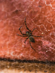 spider on the web