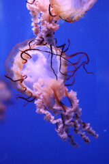 Wall Mural - Purple jelly fish in big blue aquarium