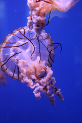 Wall Mural - Purple jelly fish in big blue aquarium