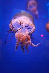 Wall Mural - Purple jelly fish in big blue aquarium