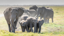 Herd Of Elephants With Cute Baby Walking In Grassy Fields Of Amboseli Kenya