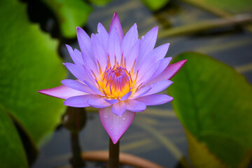 Sticker - Beautiful waterlily or lotus flower in pond