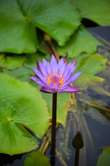 Sticker - Beautiful waterlily or lotus flower in pond