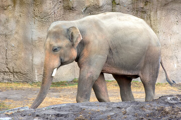 An elephant walking around at a zoo