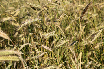 golden ripe wheat on  bright sunny summer day. cereal field of ripe wheat in bright sunlight, against  blue sky. ripe ears of wheat, with golden grains and long tendrils.