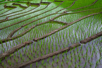 Sticker - Pa Pong Piang Rice Terraces in the north of Thailand.