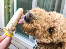 Peanut Butter & Banana Dog Ice Cream