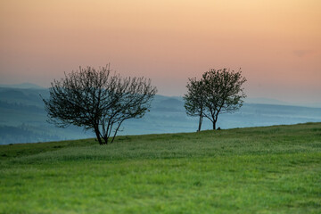 Trees in the meadow at sunset