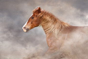 Wall Mural - Horses with long mane portrait run gallop in desert dust