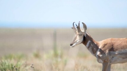 the pronghorn, sometimes called antelope, is the fastest land animal in north america. slow motion.