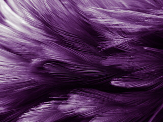 Wall Mural - Beautiful abstract colorful gray and purple feathers on white background and soft white pink feather texture on dark pattern and light blue background, colorful feather, purple banners