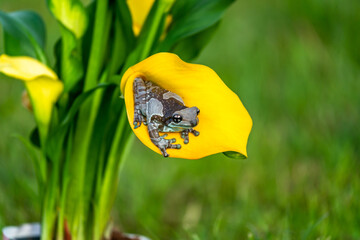 Wall Mural - Trachycephalus resinifictrix (Harlequin frog) is sitting on a branch of a tree.