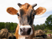 Cow On A Farm