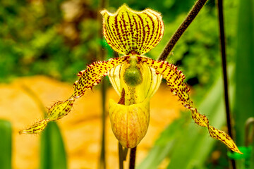 Wall Mural - Close up of Lady’s slipper orchid blossom in flower garden