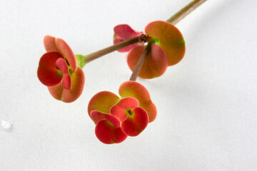 Canvas Print - Close up of Red Christ Thorn Flower or Crown of thorns plant