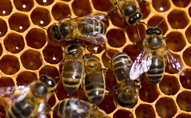 Close-up of bees in a hive on honeycomb with nectar and honey in cells. Gourdon, Alpes maritimes, France