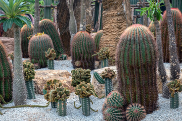 Wall Mural - Cactus and desert plants in the park.