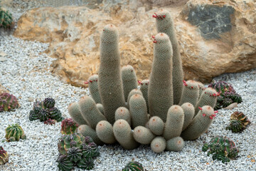 Wall Mural - Cactus and desert plants in the park.