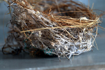 closeup of Sparrows bird nest