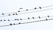 A flock of birds sits on electrical wires