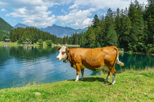 Gros Plan D'une Vache Couleur Brun Clair Au Soleil Au Bord D'un Lac De  Montagne De Couleur Bleue Dans Un Espace Sans Barrières Dans Les Alpes Suisses