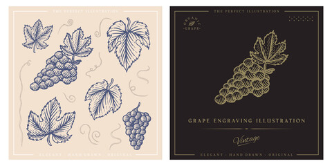 Engraving grape with leaves illustration set. Hand drawn vintage vector collection for logo, label and print