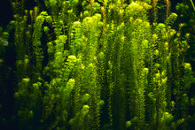Green Aquatic Plants With Black Background