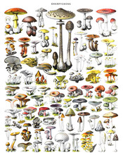 Autumn Forest Mushrooms Scene. Autumn Mushrooms View. Mushroom Collection Hand Drawn Illustrations. / Antique Engraved Illustration From Adolphe Millot. Without Text And Numbers.