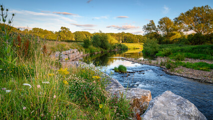Wall Mural - river wear wildflower riverbank, at bishop auckland, known as the gateway to weardale and is a marke