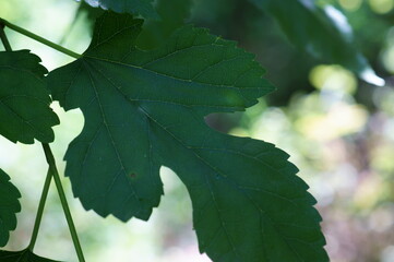 Sticker - green leaves of a tree