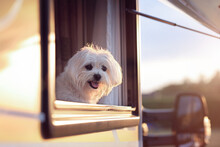 Dog Looking Out Of Camper Van Window