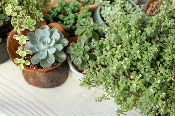 Wall Mural - View from above of,green mix green succulent  houseplant pots garden on white wooden table top background