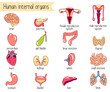 Human internal organs vector set. Cartoon-style illustration of 16 internal organs
