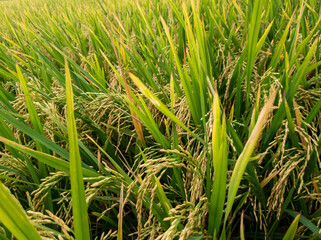 Wall Mural - rice fields with yellowing rice ready to be harvested.