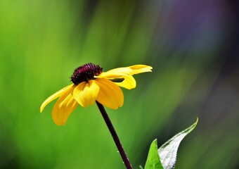 Sticker - butterfly on flower