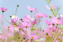 Beautiful Pink And White Cosmos Flowers. Eastern Free State. South Africa.