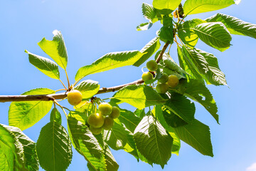 Young cherry fruits on branch against blue sky on sunny day in summer 2