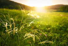Wild Feather Grass On The Green Forest Meadow At Sunset. Macro Image, Shallow Depth Of Field. Beautiful Summer Landscape
