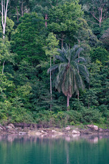 Kenyir lake lake with beautiful rainforest tropical jungle. Scenic landscape view. Located in Terengganu, Malaysia.