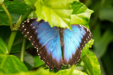 butterfly on leaf