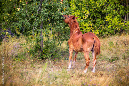 Brown Horse Eating Apples Under Tree On A Summer Lawn Stock Photo Adobe Stock
