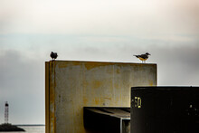 Birds Sitting On Ferry Bumper Atlantic Ocean