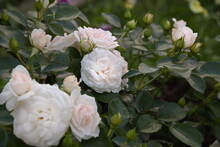 Rose Aspirin-rose Floribunda Close-up, Delicate White Pink Topalovich