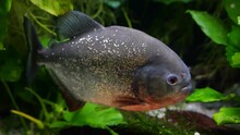 Red-bellied Piranha (Pygocentrus Nattereri) Freshwater Fish, Family: Serrasalmidae, Region: South America