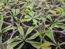 Rows Of Small Pots Of Carnivorous Plants, Venus Flytrap 