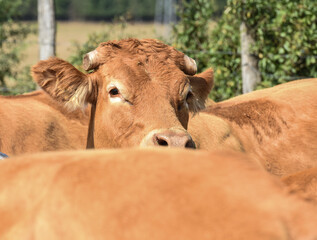 Canvas Print - agriculture elevage vache veau foin secheresse