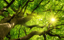 Green Beautiful Canopy Of A Big Beech Tree With The Sun Shining Through The Branches And Lush Foliage
