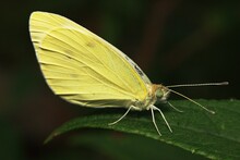 Yellow Butterfly On A Leaf